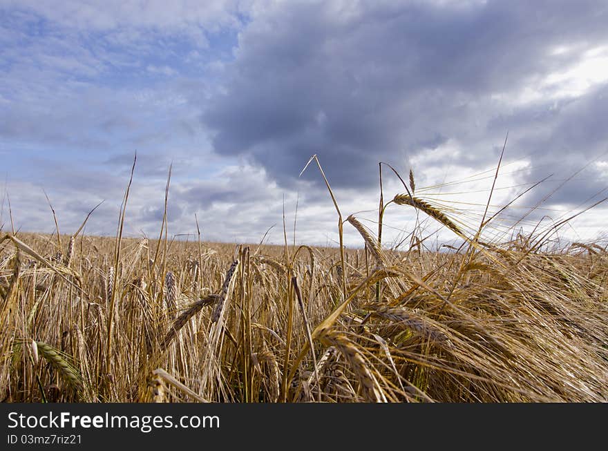 Barley field waiting harvest