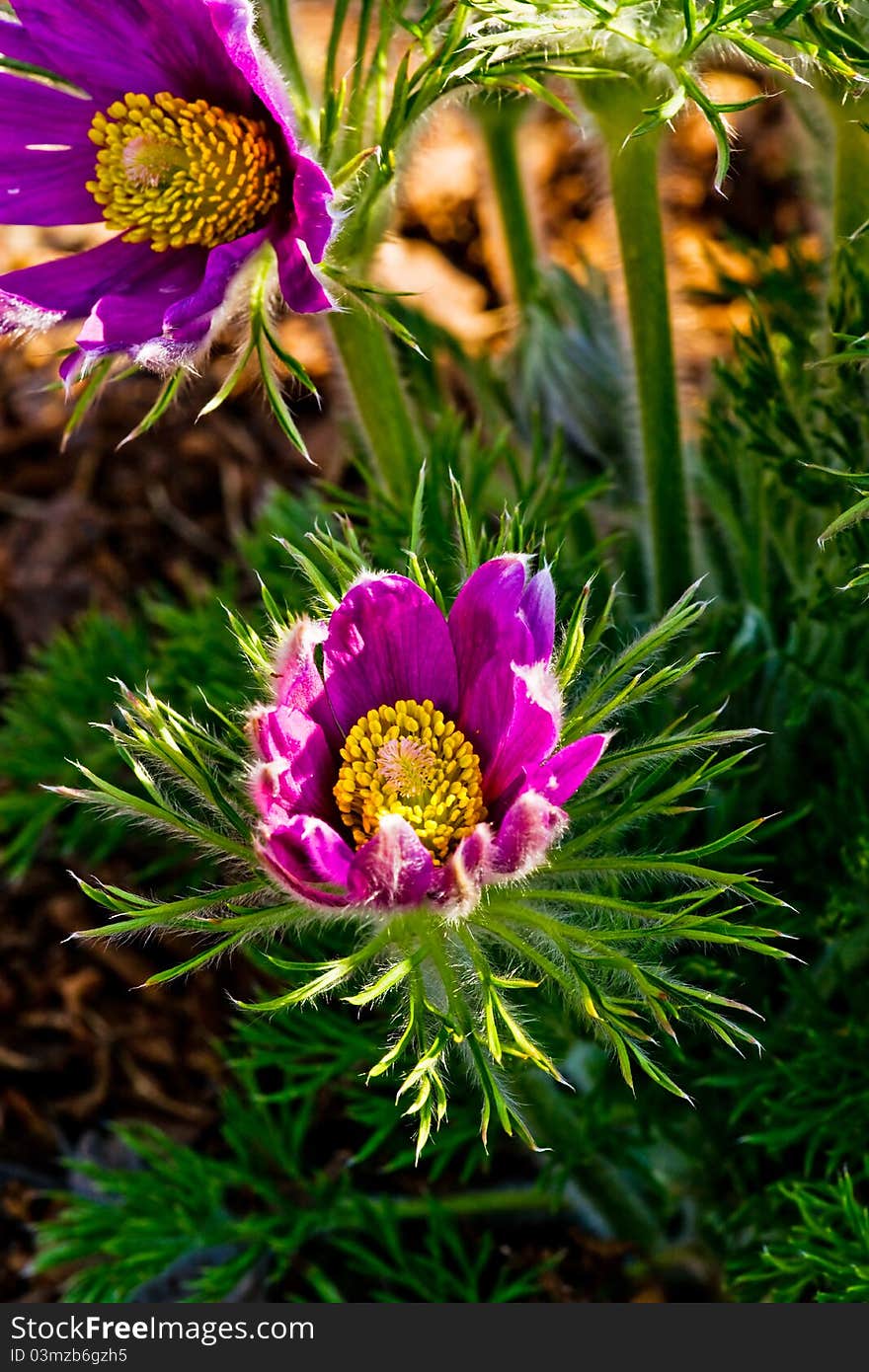 Siberian pasque-flowers