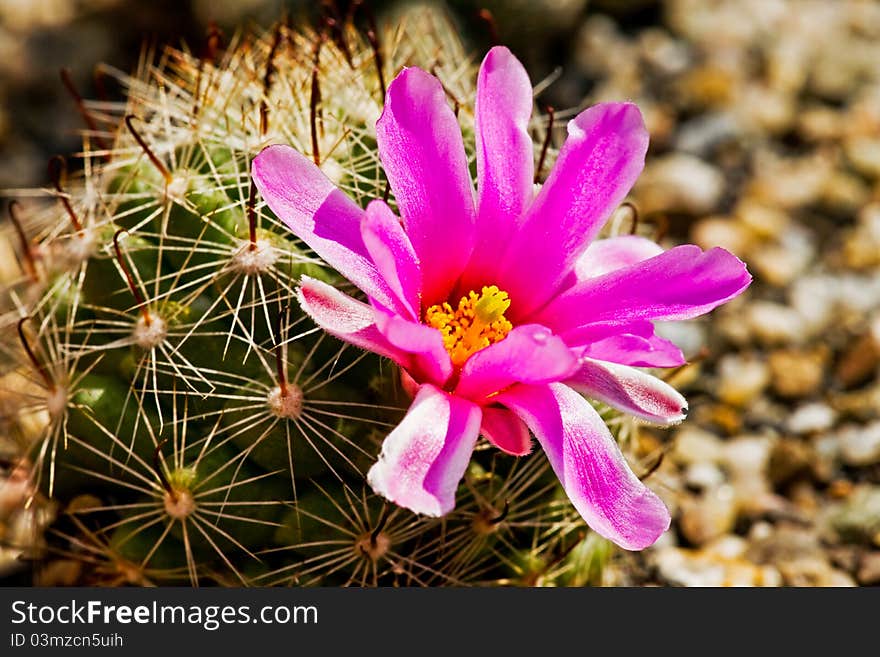 Blowing Mammillaria booli in the garden.