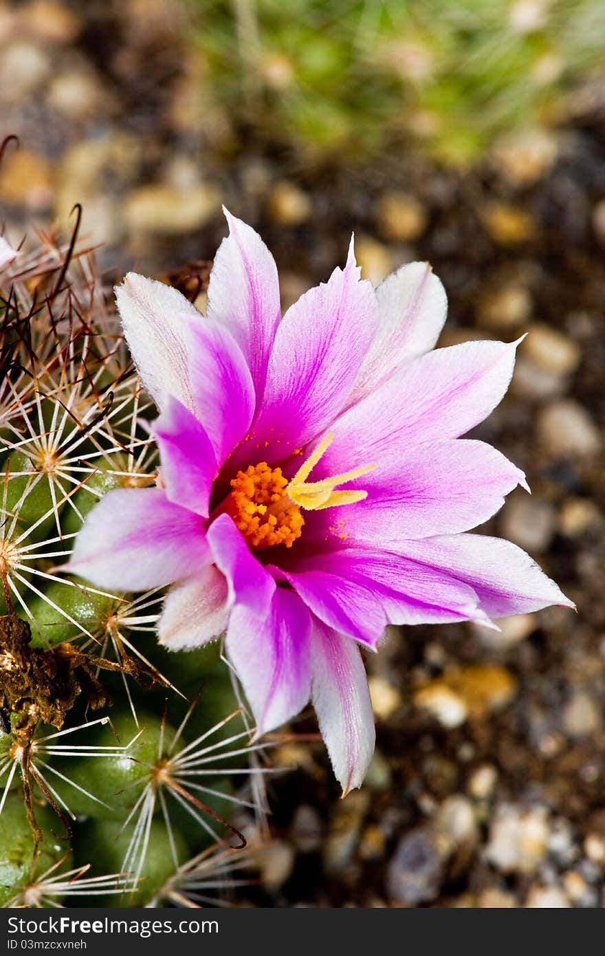 Blowing white-pink Mammillaria booli in the garden.