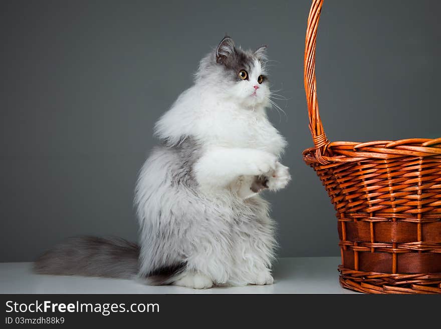 Funny Persian Cat Sitting Near Basket On Grey