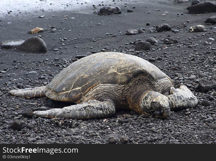 Green sea turtle (Chelonia mydas) resting on a black sand beach on Big Island, Hawaii