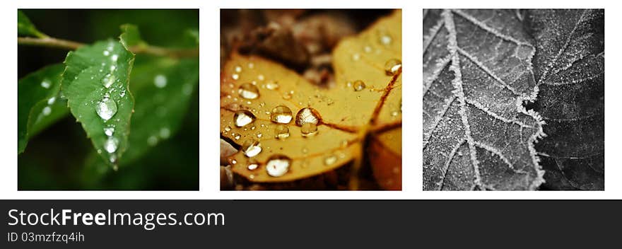 Leaf images banner