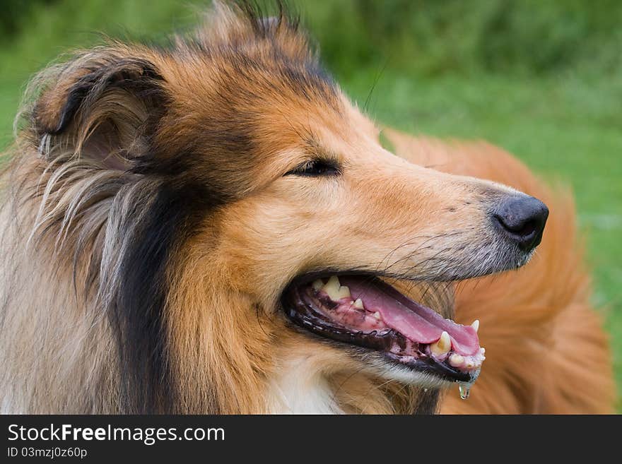 Collie dog close-up