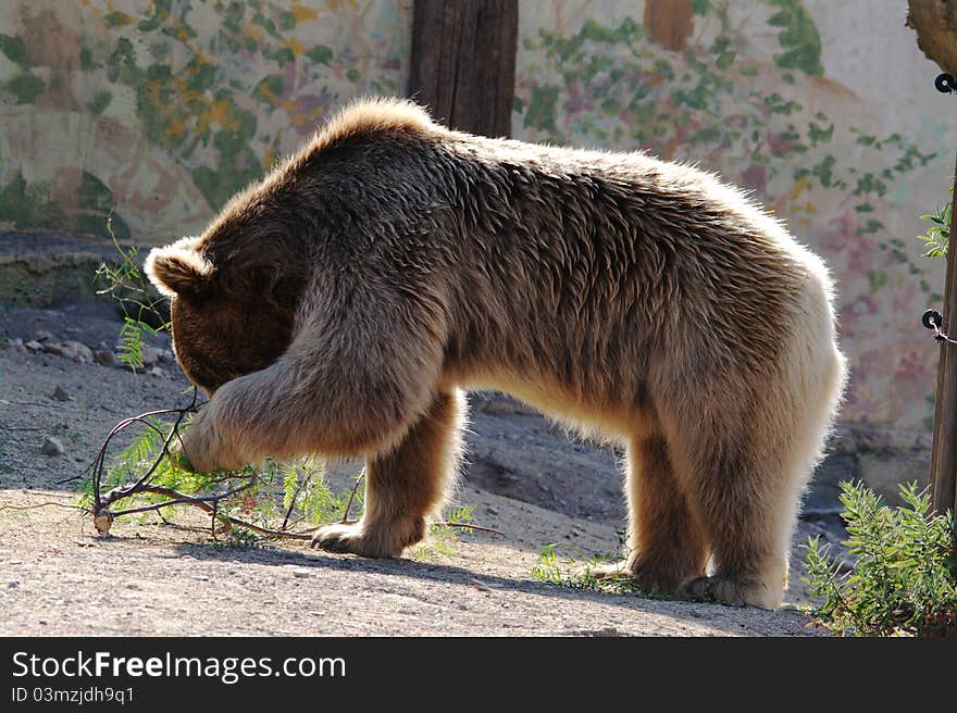 Brown Bear 02