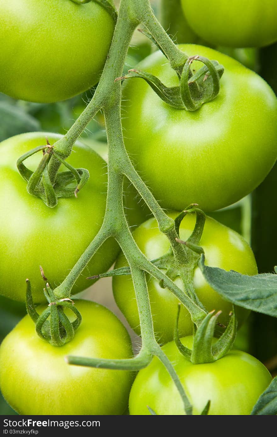 Unripe Tomatoes