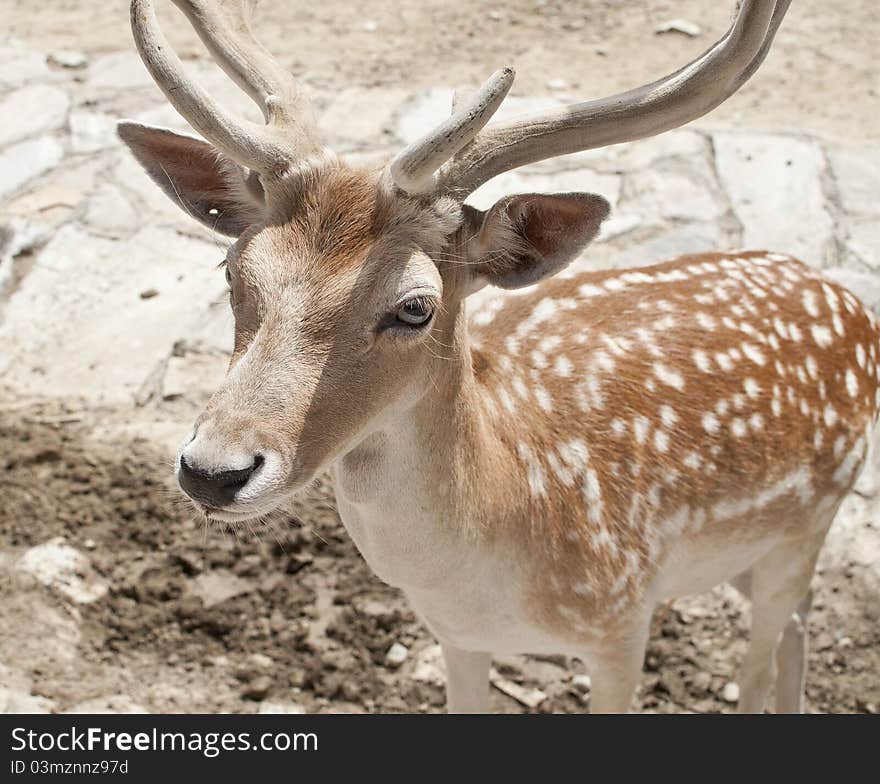 Portrait of a Deer in ZOO. Portrait of a Deer in ZOO