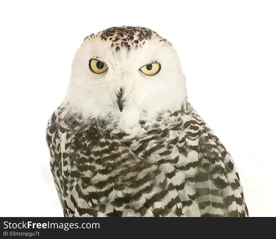 Beautiful  owl with big eyes close up