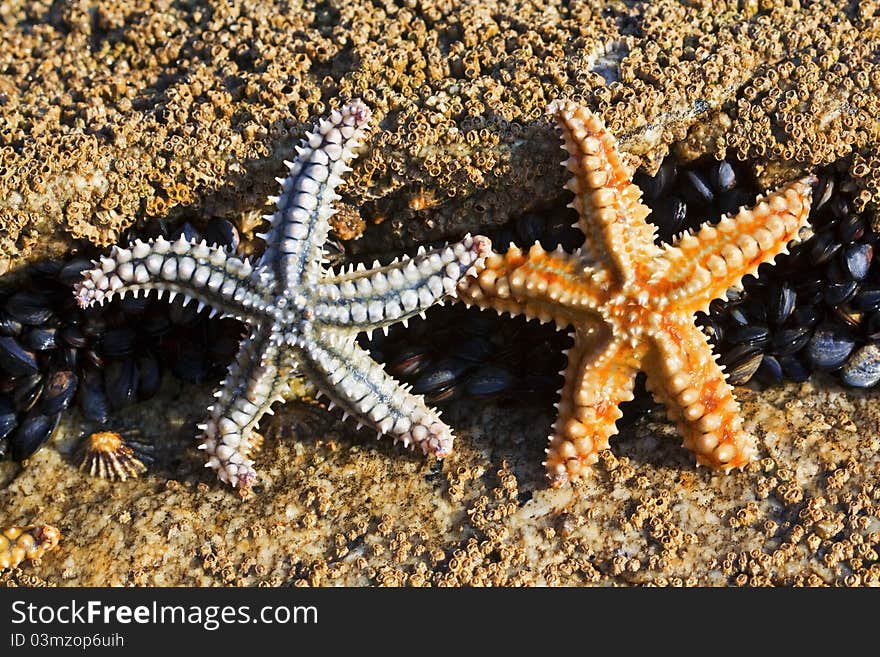 Two sea stars of different colors and sizes in their natural habitat. Two sea stars of different colors and sizes in their natural habitat