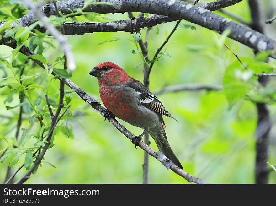 A red Alaskan grosbeak, taken in Exit Glacier trail, Alaska. A red Alaskan grosbeak, taken in Exit Glacier trail, Alaska