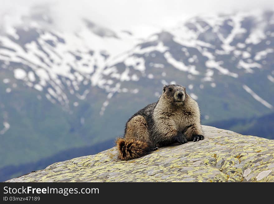 A marmot on a rock