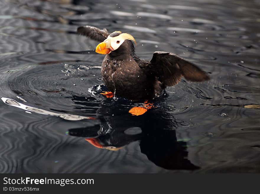 An Alaskan Puffin, taken in Seward, Alaska