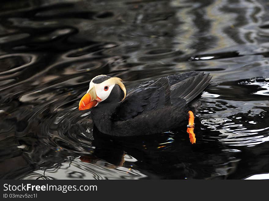 An Alaskan Puffin