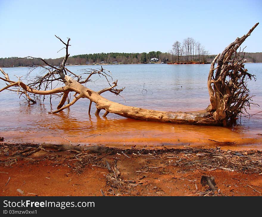 Uprooted tree in the water on the lake-shore after the storm