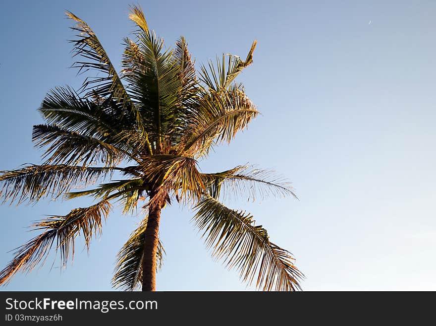 Coconut Tree In The Windy Day