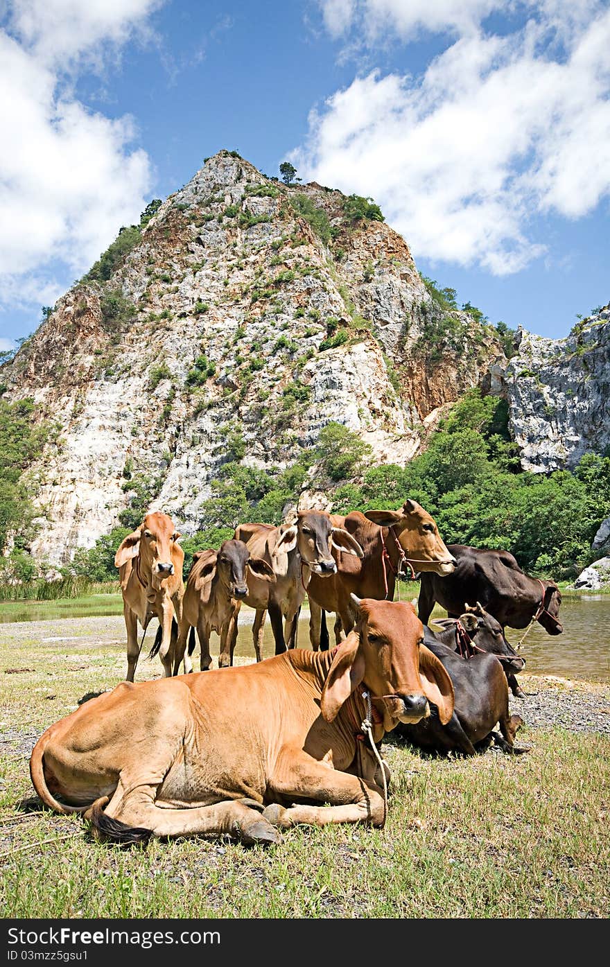 Cow in nature