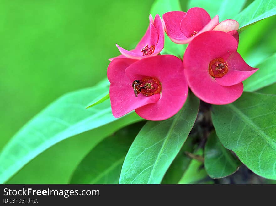 Red flowers in pots that were seized with bees,