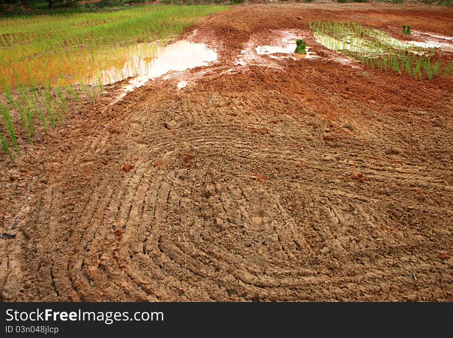 Rice Field