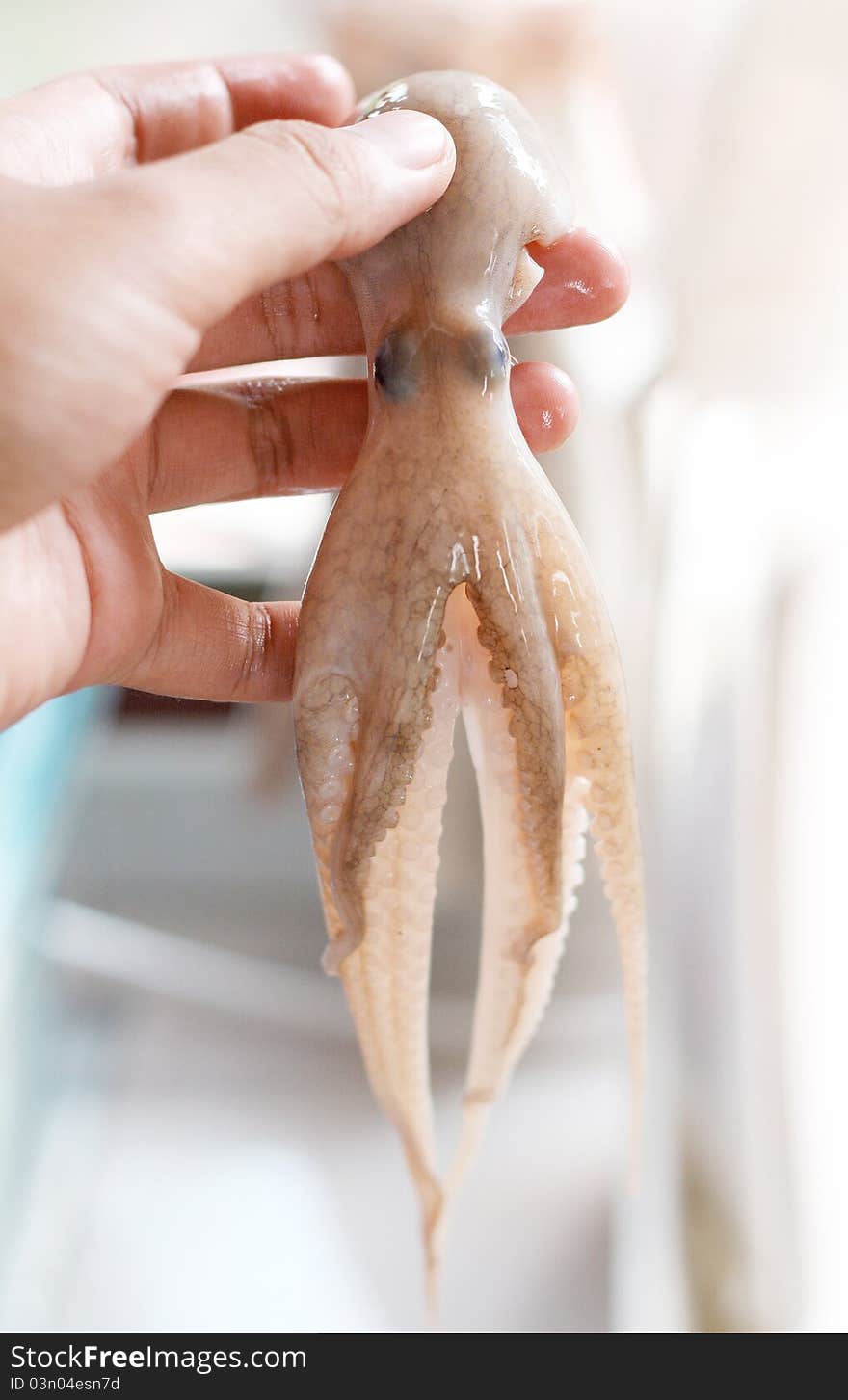 Squid cooking seafood cooking in the kitchen.