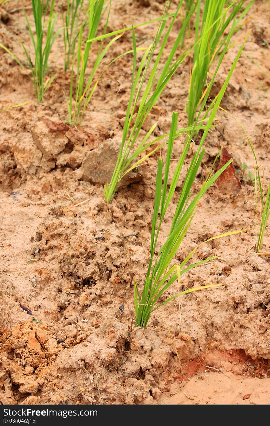 Rice is grown in rural plantation in rainy season. Rice is grown in rural plantation in rainy season