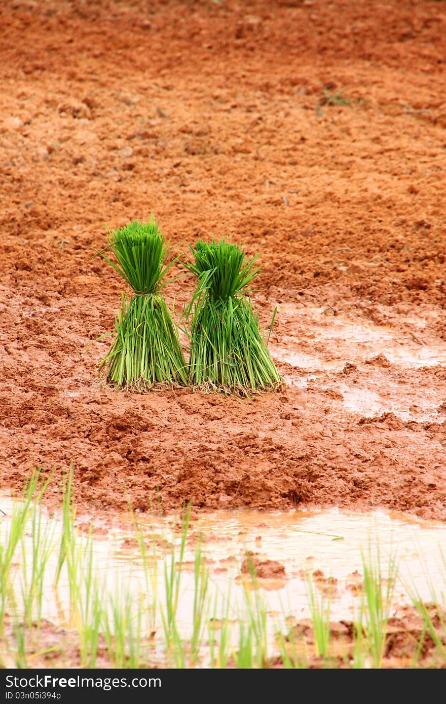 Preparing rural plantation in rainy season and ready for growing rice. Preparing rural plantation in rainy season and ready for growing rice