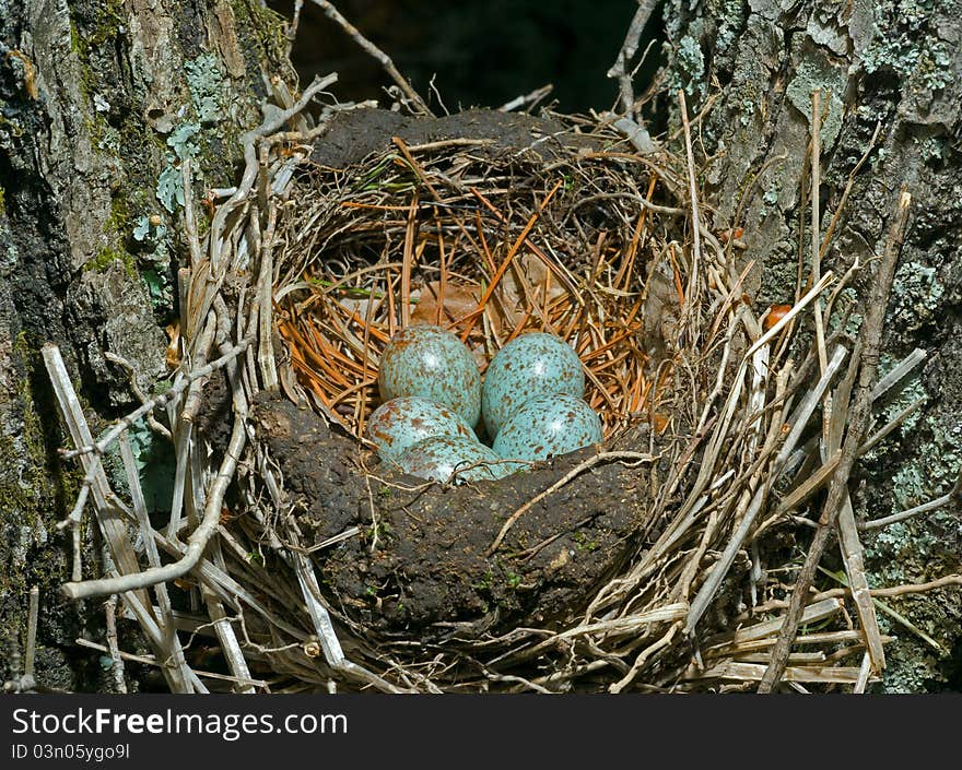 Nest of thrush 12