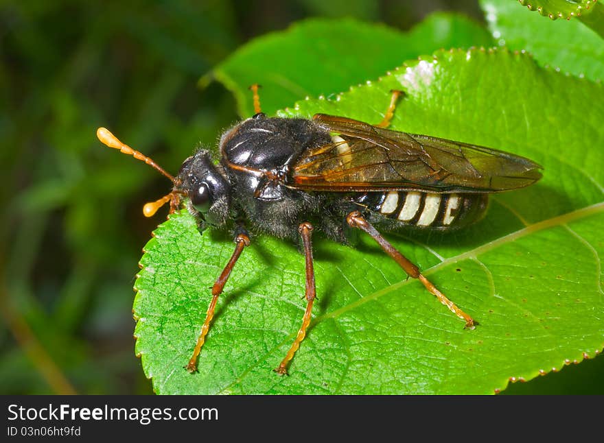 A close up of the insect sawfly (Tenthredinidae) on leaf. A close up of the insect sawfly (Tenthredinidae) on leaf.