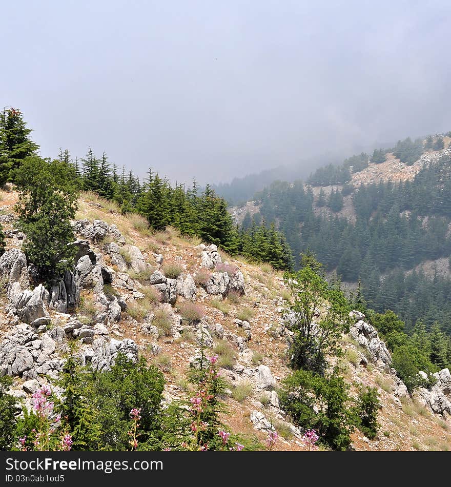 Young cedar trees along the Lebanese Mountains at an altitude of 2200 meters above sea level. Young cedar trees along the Lebanese Mountains at an altitude of 2200 meters above sea level