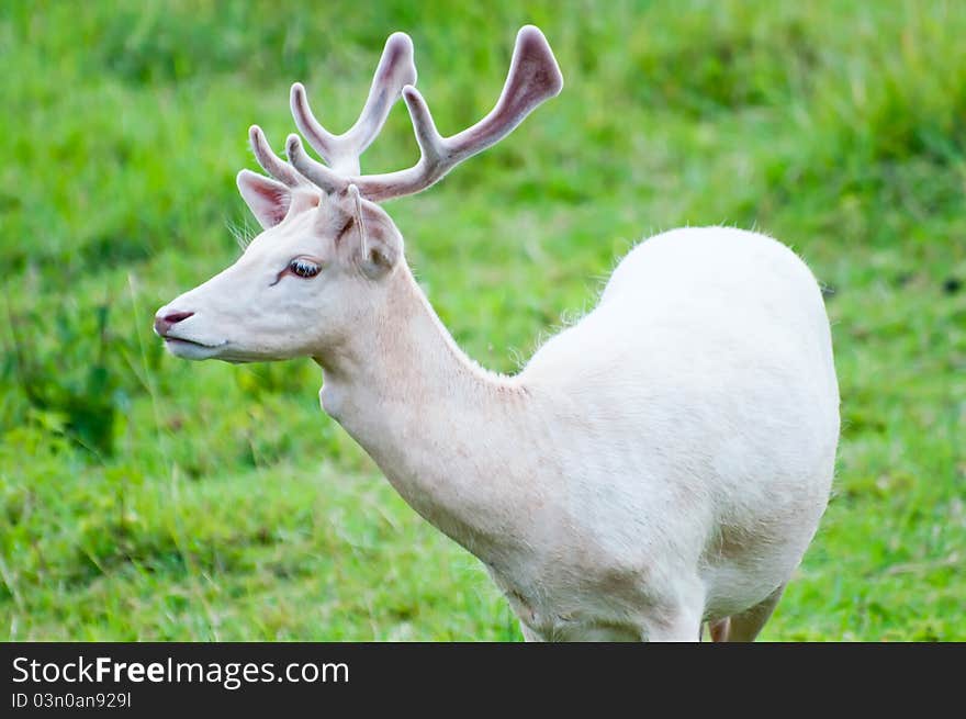 Picture of white fallow deer in a nature.