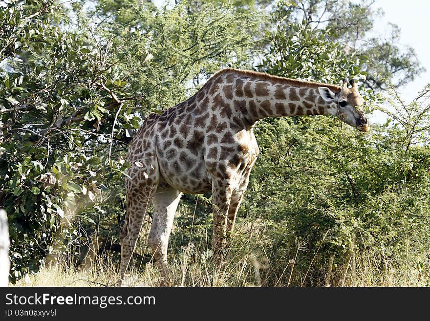 Reticulated Giraffe browsing in the Acacia tree veld. Reticulated Giraffe browsing in the Acacia tree veld.