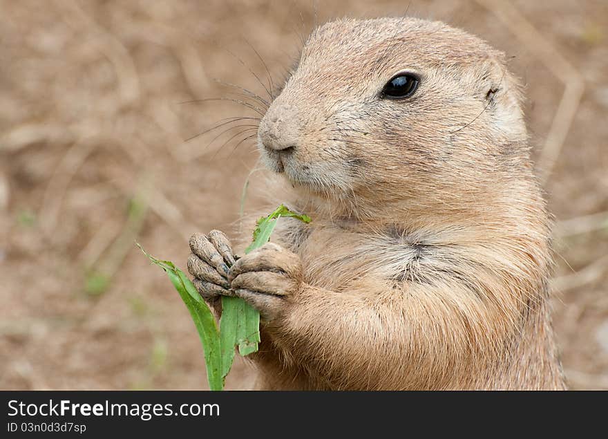 Black-tailed Prairie Dog