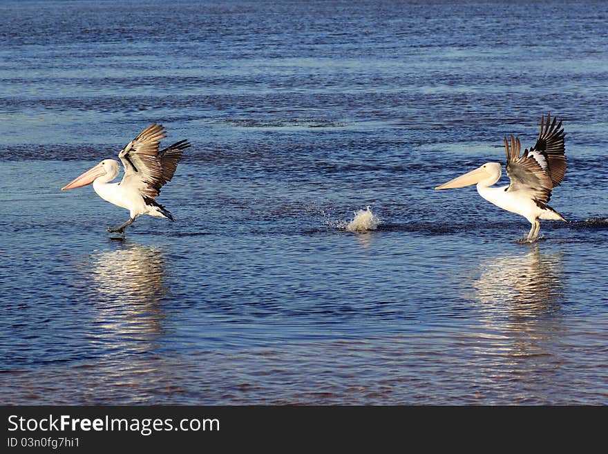 Australian Pelican Birds Landing On Water