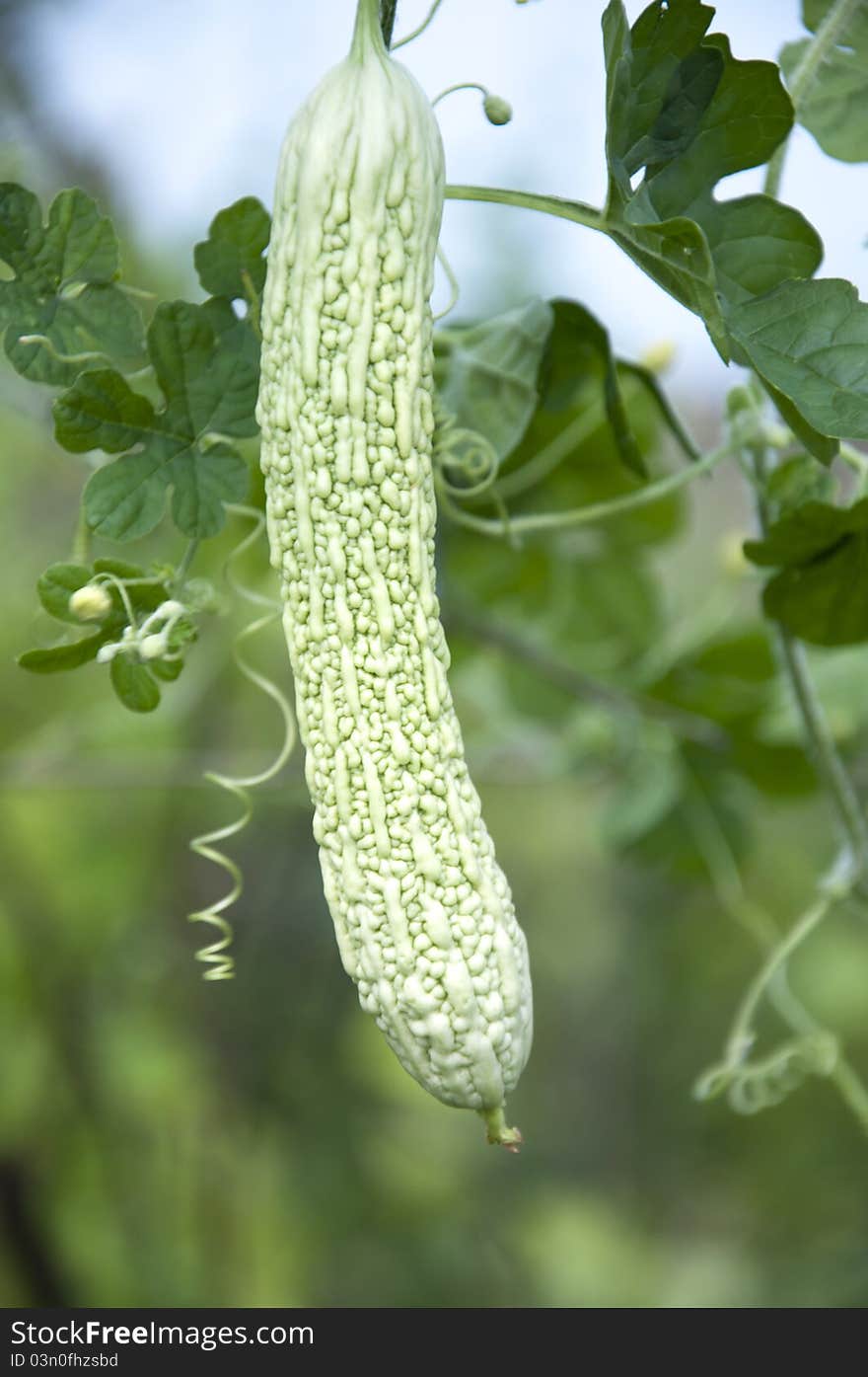 Bitter gourd