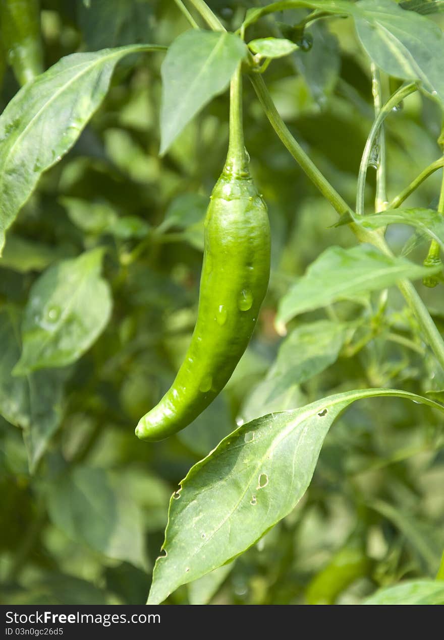 Peppers grown in the garden,. Peppers grown in the garden,