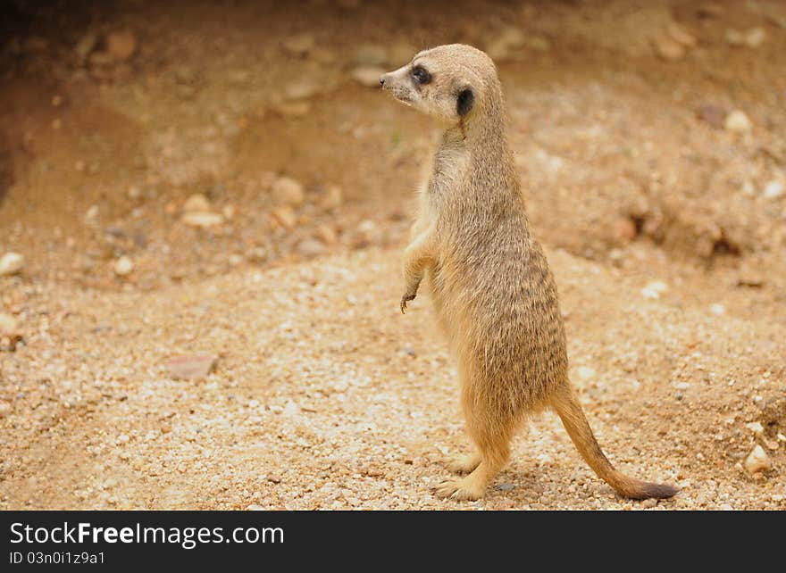 Meerkat on the sandy desert.