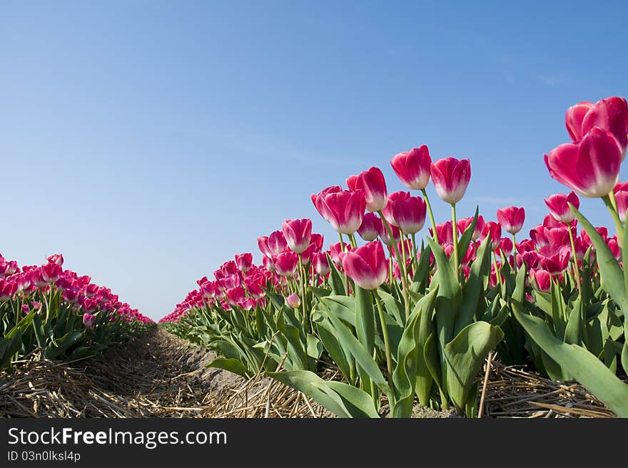 Red tulips against a bright blue sky. Red tulips against a bright blue sky