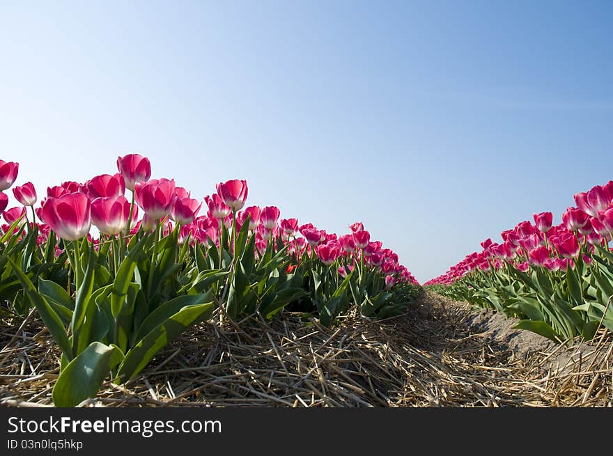 Red tulips against a blue sky