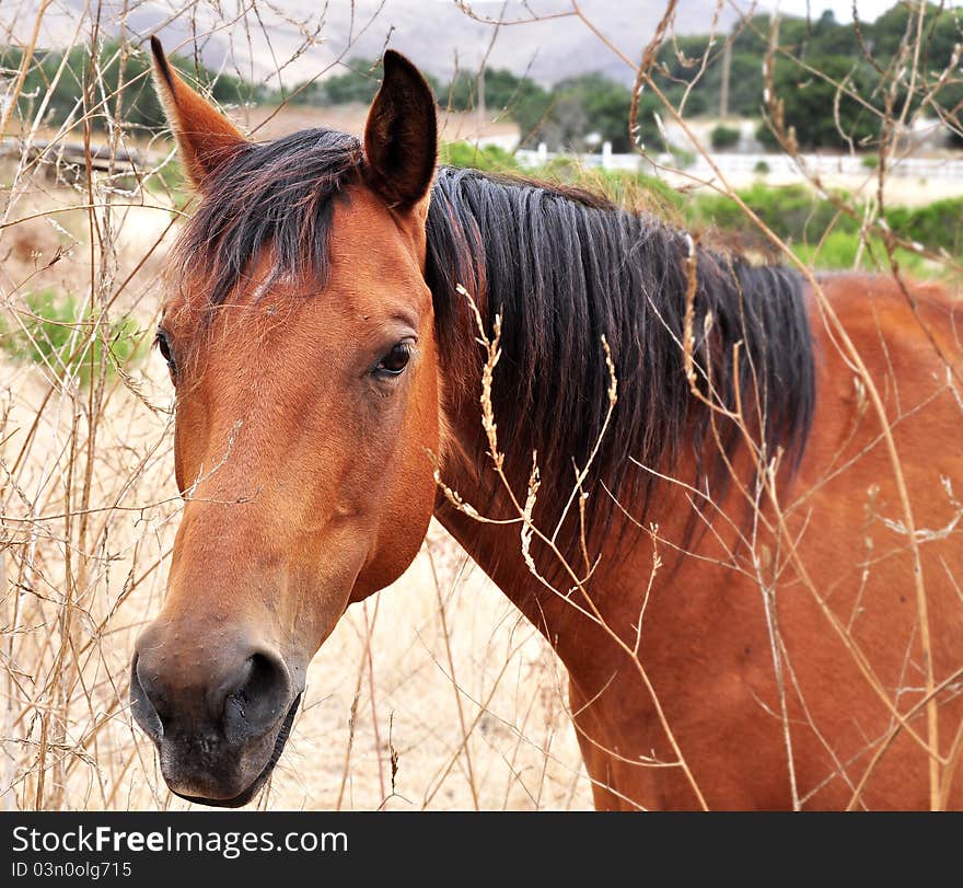 A horse coming to fence through folliage. A horse coming to fence through folliage