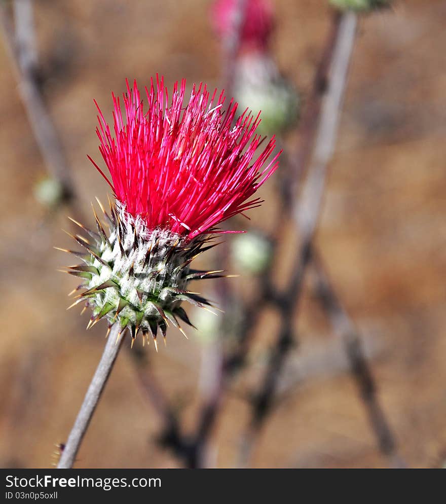 Isolated thistle in the Los Padres National Park California. Isolated thistle in the Los Padres National Park California