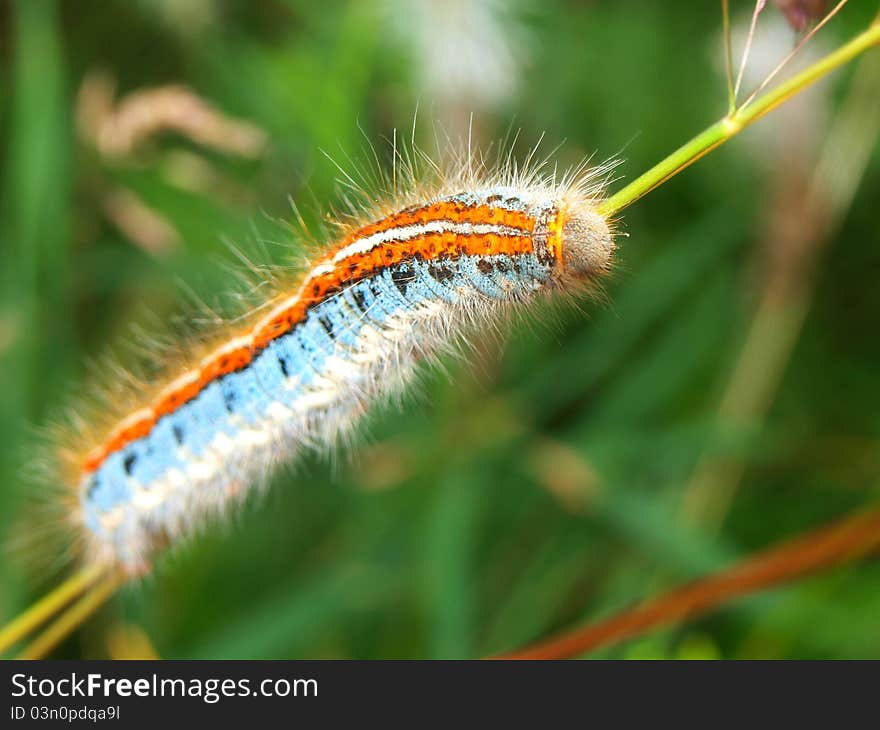 Multi-colored fluffy caterpillar