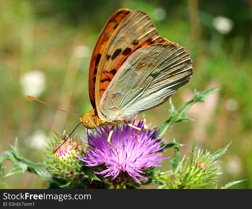 The butterfly on a flower.