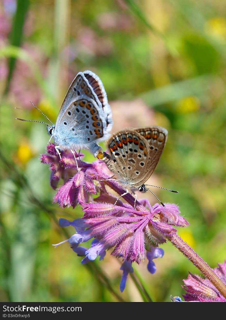 Butterfly