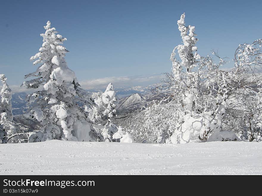 Winter forest