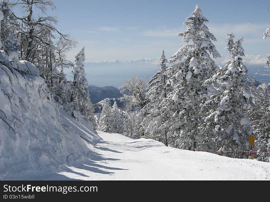 Winter forest