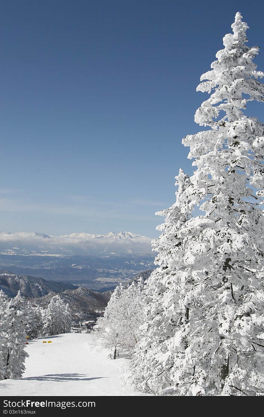 Winter forest