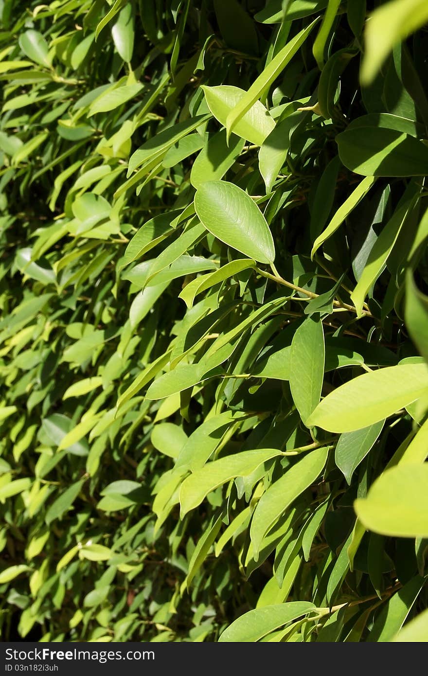 Green leaves in the sunshine