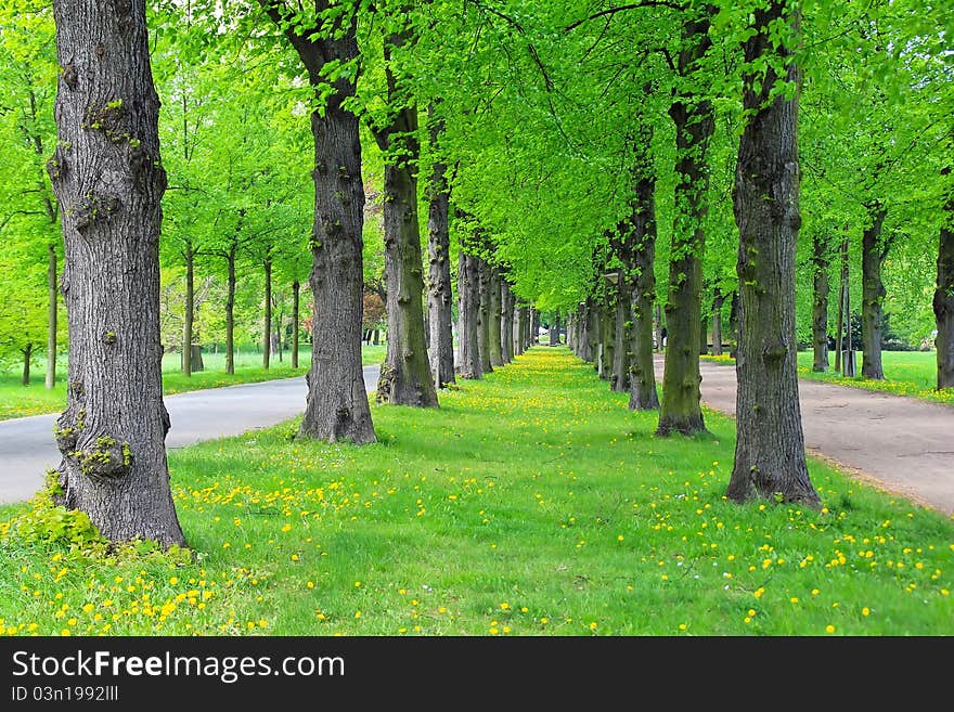 Lane of green trees in a city park in the spring. Lane of green trees in a city park in the spring