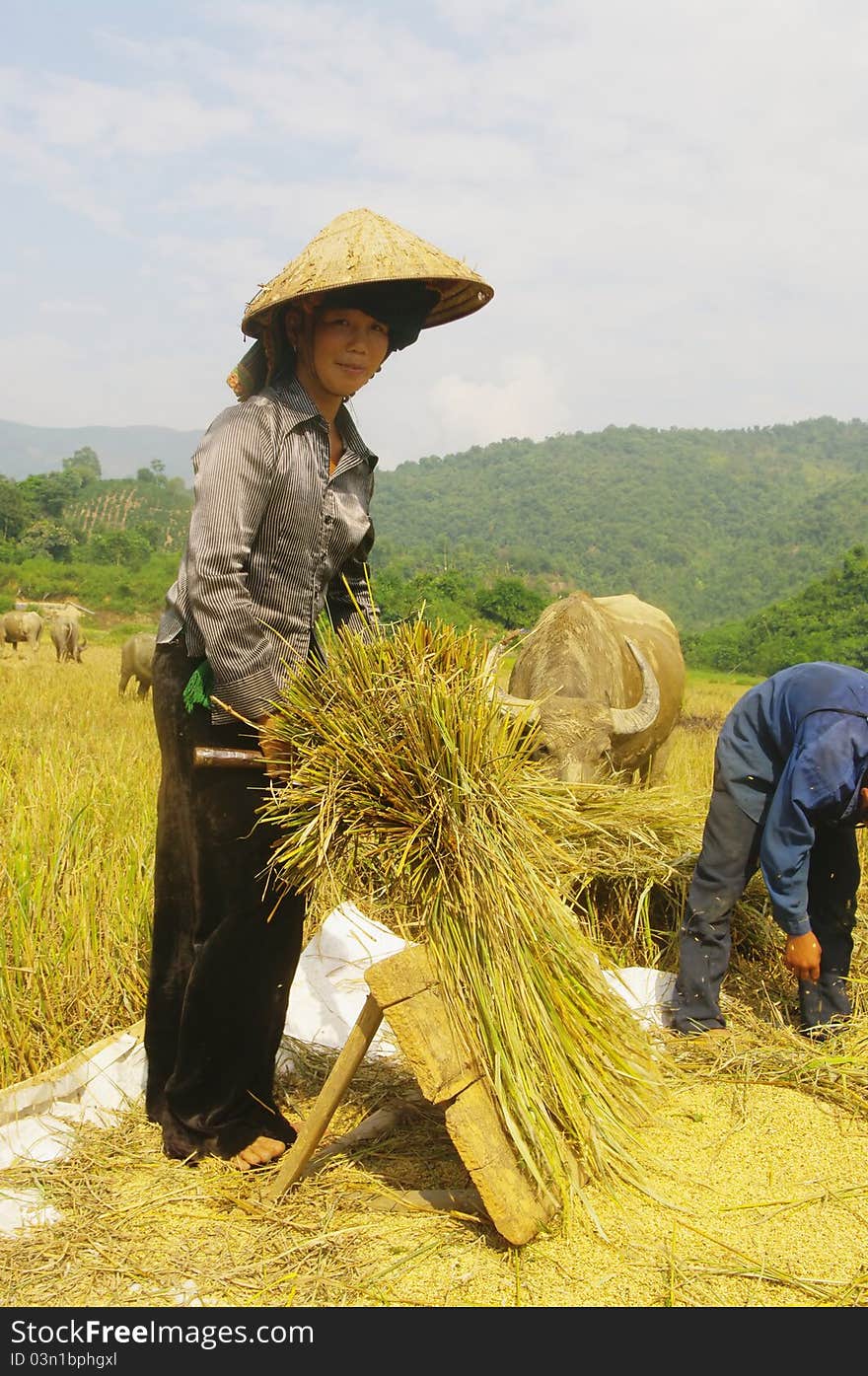 The Thai woman beats the wreath on the board with force to Sand smooth ears. The Thai woman beats the wreath on the board with force to Sand smooth ears.