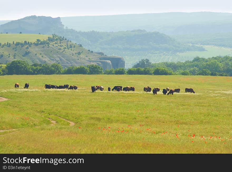 Cows on summer meadow in mountain.Nature composition.