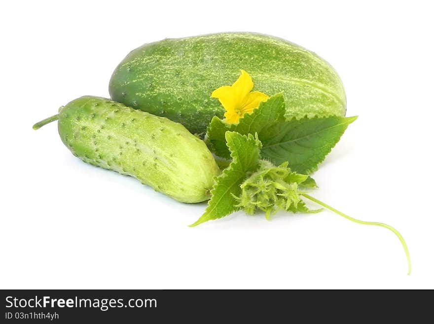 Ripe cucumbers.